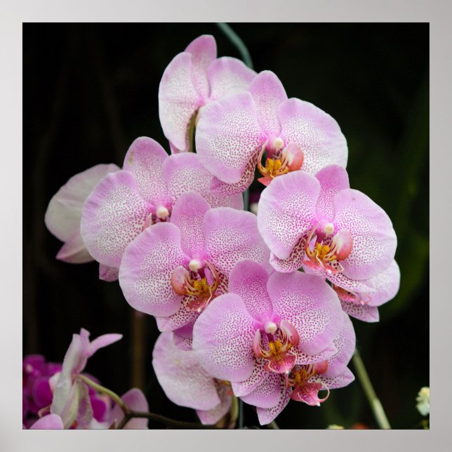 Posh Rosa Orchids Poster (Framsidan)