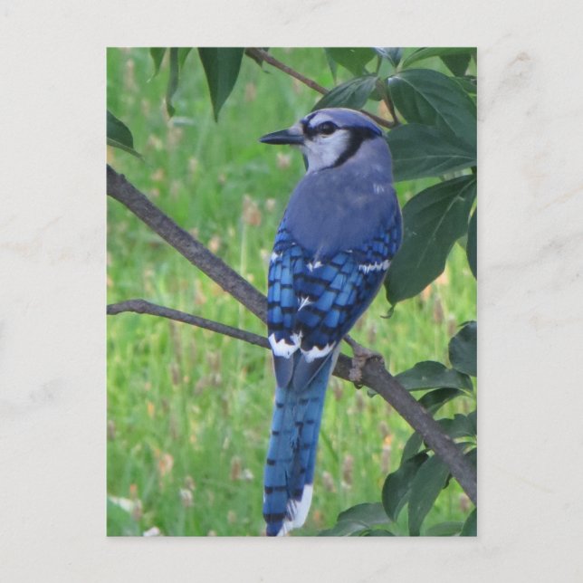 Posing Blue Jay Vykort (Framsida)