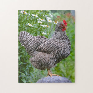 Posing Chicken Puzzle Pussel