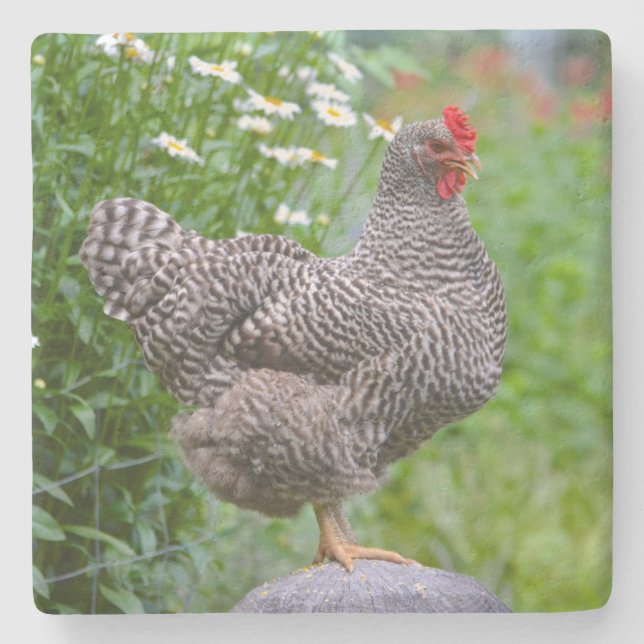 Posing Chicken Stenunderlägg (Framsidan)