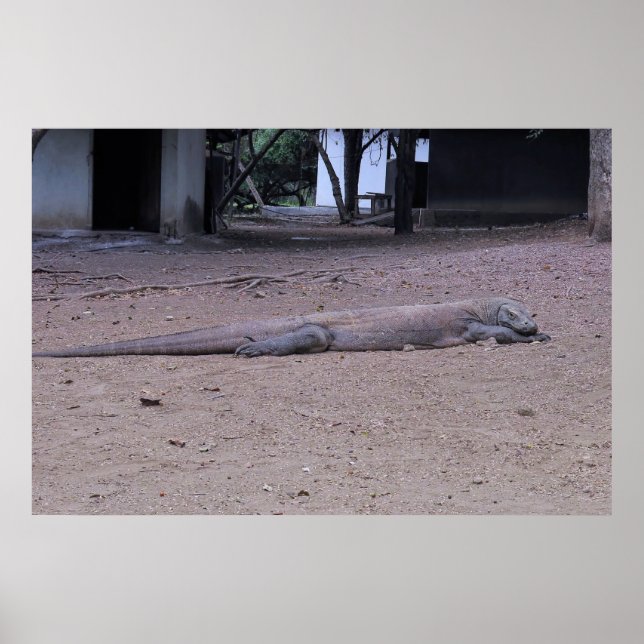 Posing Dragon Poster (Framsidan)