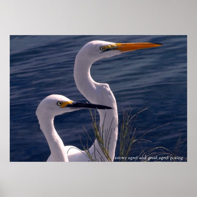 Posing Egrets Poster (Framsidan)