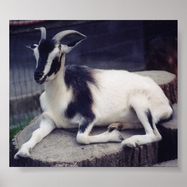 Posing Goat Poster (Framsidan)