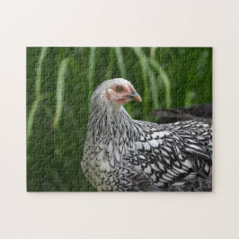 Posing Hen Pussel