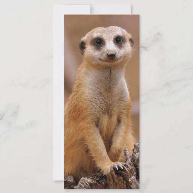 Posing Meerkat (Framsida)