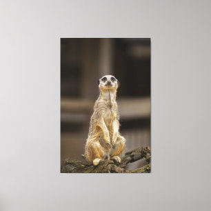 Posing Meerkat Canvastryck