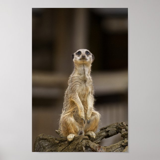 Posing Meerkat Poster (Framsidan)