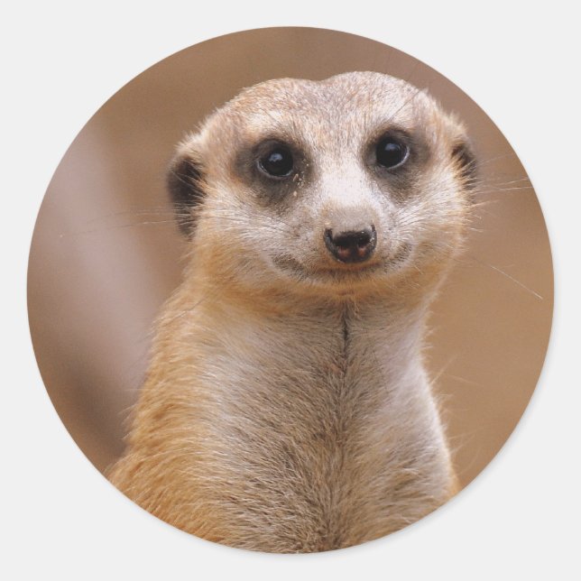 Posing Meerkat Runt Klistermärke (Framsida)