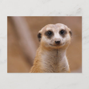 Posing Meerkat Vykort