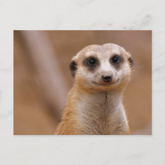 Posing Meerkat Vykort