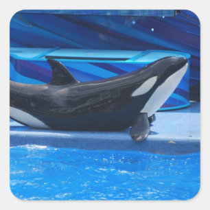 Posing Orca Stickers Fyrkantigt Klistermärke