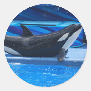 Posing Orca Stickers Runt Klistermärke