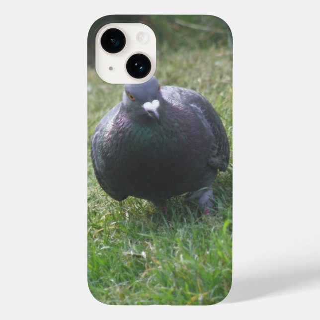 Posing Pigeon (Baksida)