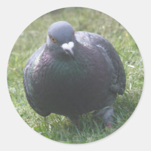 Posing Pigeon Sticker Runt Klistermärke