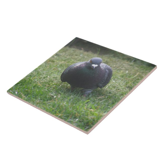Posing Pigeon Tile Kakelplatta (Sidan)