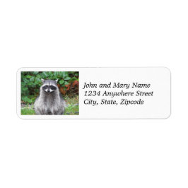 Posing Raccoon Wildlife Photo Returadress Returadress Etikett