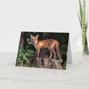 Posing Red Fox Kort