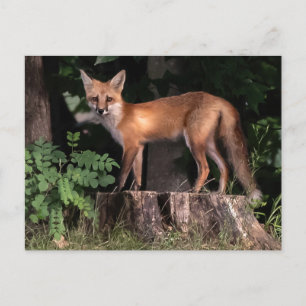 Posing Red Fox Vykort