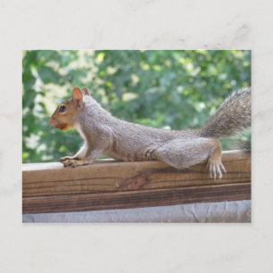 Posing Squirrel Vykort