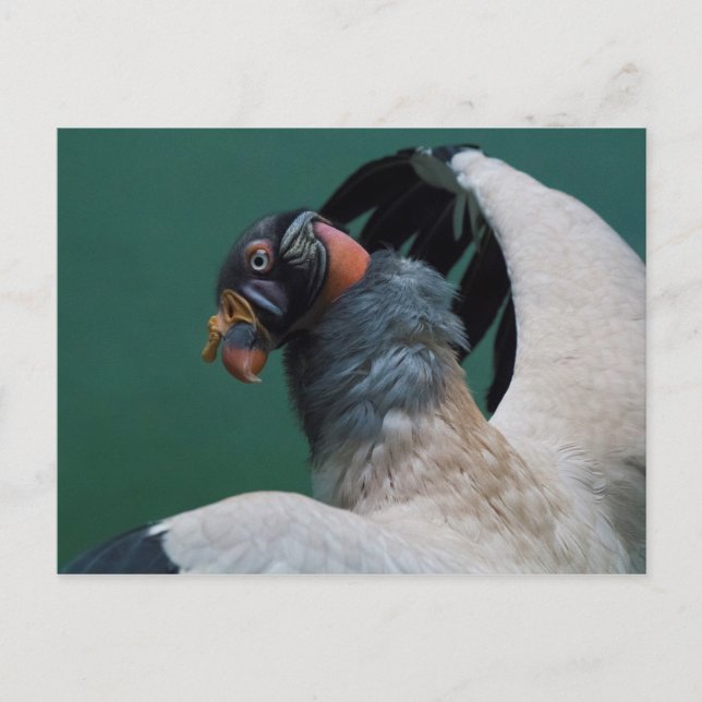 Posing Vculture Vykort (Framsida)