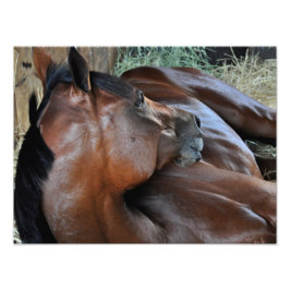 Positivt Royal Fototryck