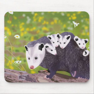 Possum-familj Musmatta