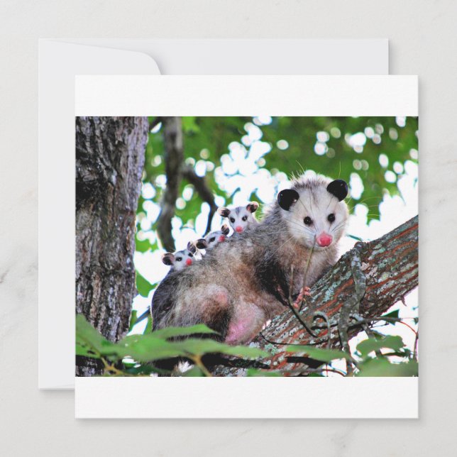 Possum, mamma och spädbarn kort (Framsida)