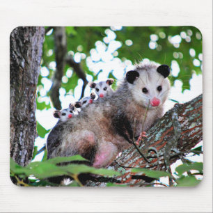 Possum, mamma och spädbarn musmatta