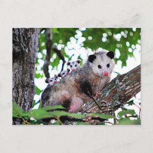Possum, mamma och spädbarn vykort