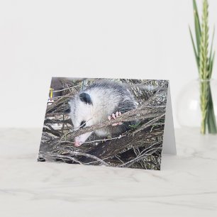 Possum Opossum Kort