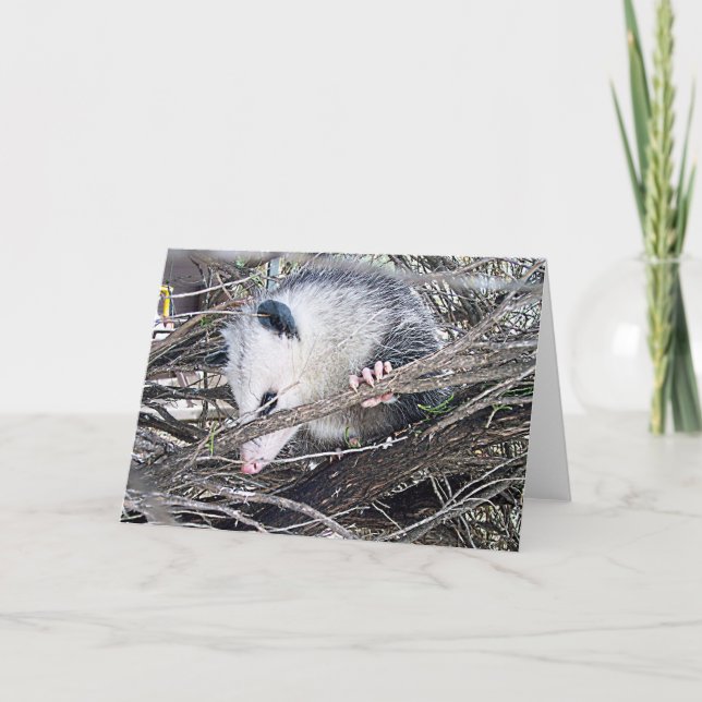 Possum Opossum Kort (Framsida)