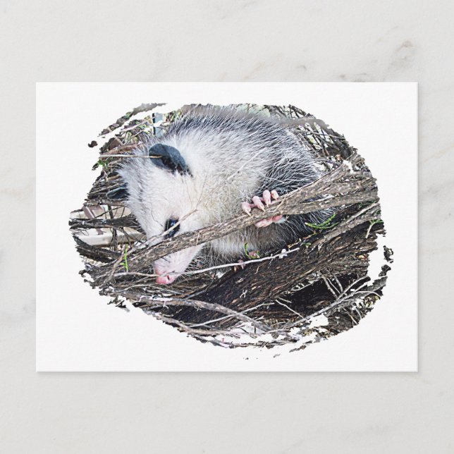 Possum Opossum Vykort (Framsida)