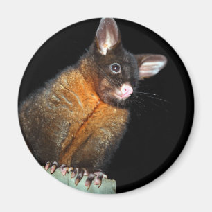 Possum på natten magnet