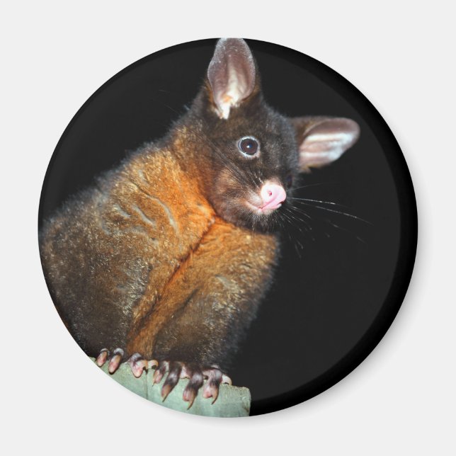 Possum på natten magnet (Framsidan)