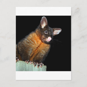 Possum på natten vykort