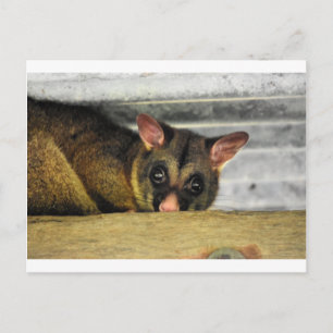 POSSUM QUEENLAND AUSTRALIA VYKORT