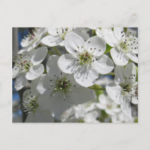 Post Card för blommor i vår Blommar Träd Vykort