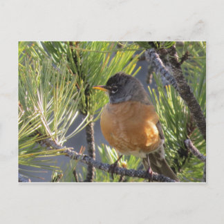 Post Card of a Robin Red Breast Vykort