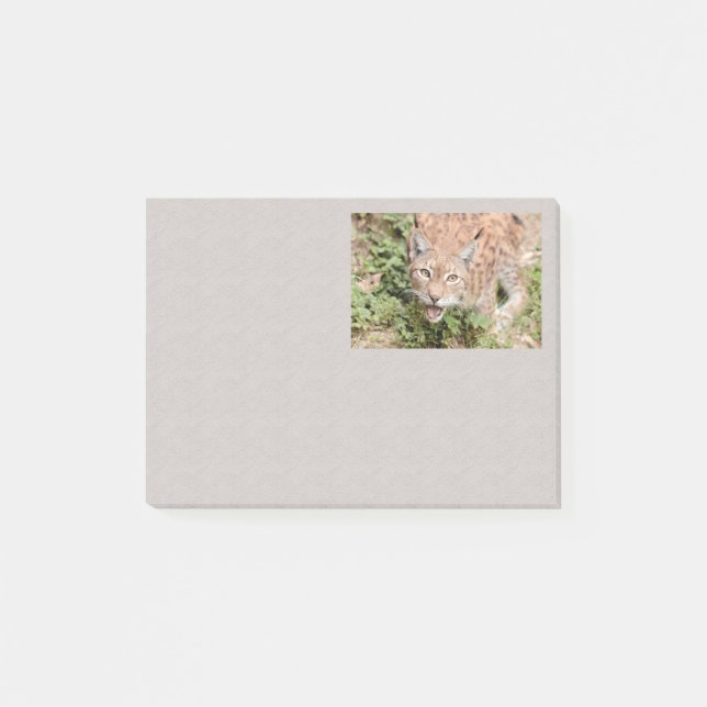 Post it Photo cat, lynx, animals Post-it Block (Framsida)