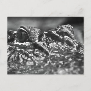 POST-kort Cape Fear Alligator - North Carolina Vykort