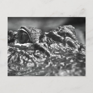 POST-kort Cape Fear Alligator - North Carolina Vykort