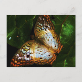 POST-kort för påfyllnadsdjur Vykort