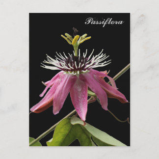 Postal de Passiflora Vykort