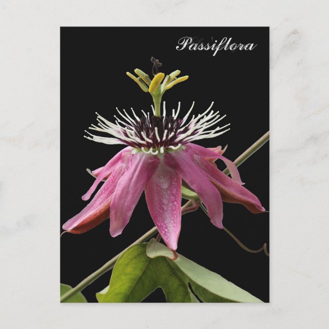 Postal de Passiflora Vykort (Framsida)