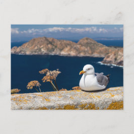Postal gaviota en las Islas Cíes Vykort
