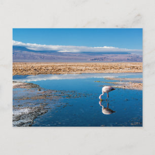 Postal, Lago en San Pedro de Atacama, Chile Vykort