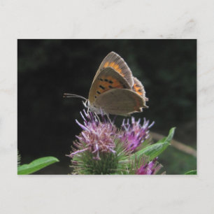 Postal mariposa vykort