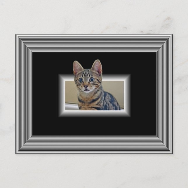 POSTCARD 3D KATTUNGE VYKORT (Framsida)