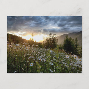 POSTCARD ~ "A Daisy Sunset" Vykort