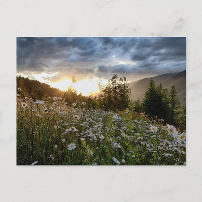 POSTCARD ~ "A Daisy Sunset" Vykort (Framsida)